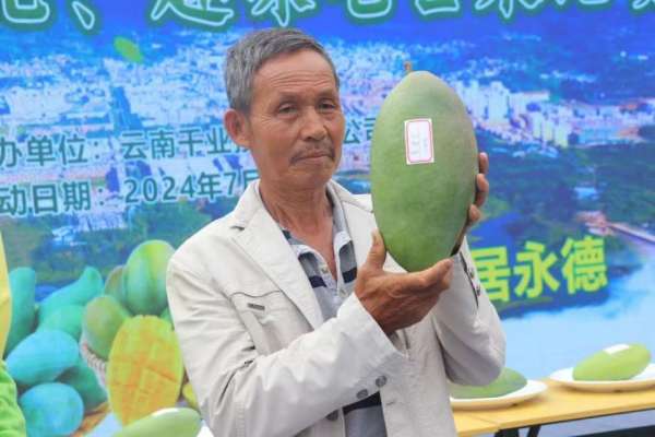“遇见临沧 如回故乡”专栏 中国芒果之乡，就叫永德！(图2)